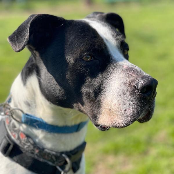 BLACK GENTILCANE Foto 4